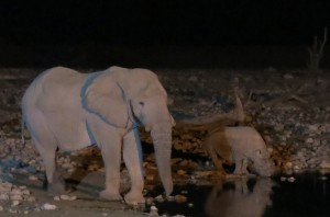 Elephant and rhino sharing the waterhole on night 1.