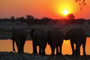 More elephants at sunset.