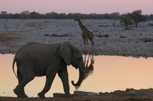 Keeping to their own sides to drink from, per waterhole etiquette.