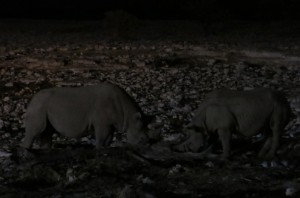 Rhinos fighting.