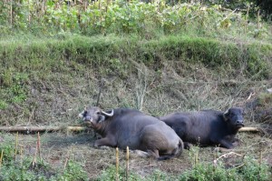 Usual trek company also included water buffalo, a common food group for the Nepalese.