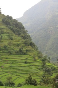 Rice paddy hills