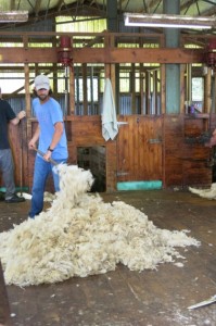 "Razzing" for the shearers. Which is a fancy word for getting to play with a pitchfork.