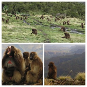 Baboons. Everywhere.