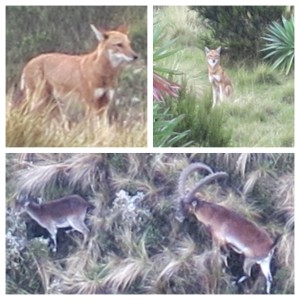 The wolves near our final campsite (top), and a zoomed in shot of the Walia Ibex after we finally found them (bottom).