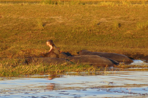 Hippos keeping cool in the sun