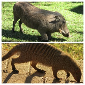 Hakuna Matata (oh, and warthogs eat while on their knees...so. much. knowledge.)