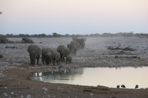 No less than 40 elephants rolled in the first night.