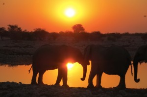 Elephants at sunset.