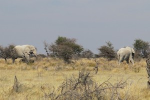 HUGE Namibian elephants.