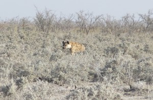 The only Hyena we saw the whole time, only for a brief few seconds.