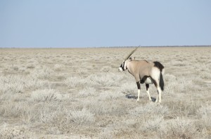 Oryx