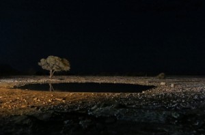 The night scene at the waterhole