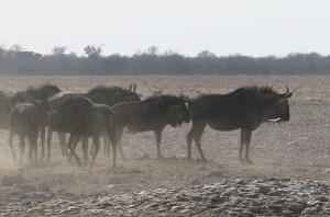 Pack of Wildebeasts