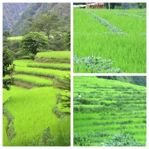 Rice paddies as we made our way through X.