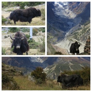 One sign that we were getting to higher elevations - yaks! These skirt-furred behemoths only graze at higher elevations so we didn't see them until we were approaching Thorong La Pass more than a week into our hiking.