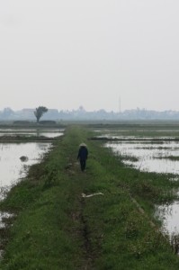 Just outside of town, a local woman tends to the waterlogged rice fields.