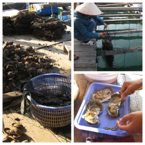A visit to the floating pearl farm. Where we understood every third word about how they are cultivated or harvested. But look - PEARLS!