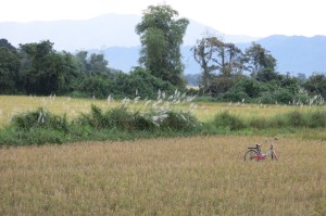 Local rice fields.