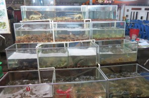 Live fish (crustaceans, amphibians and reptiles welcome) in tanks on display. At one point we saw a snake beheaded and the blood squeezed into the waiting glasses of 4 Englishmen. What?