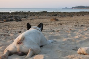 Our friend. It's SO exhausting being a beach dog.