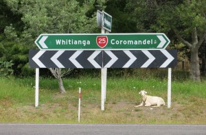 Taking cues from a local. We were pretty sure he was telling us to go toward Coromandel, so we obliged.