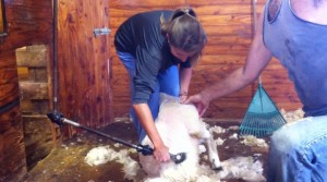 I even got in on the action. Little known fact (for non-farmers): sheep wool is really, really greasy.]