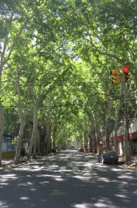 The thriving trees line the streets of downtown Mendoza.